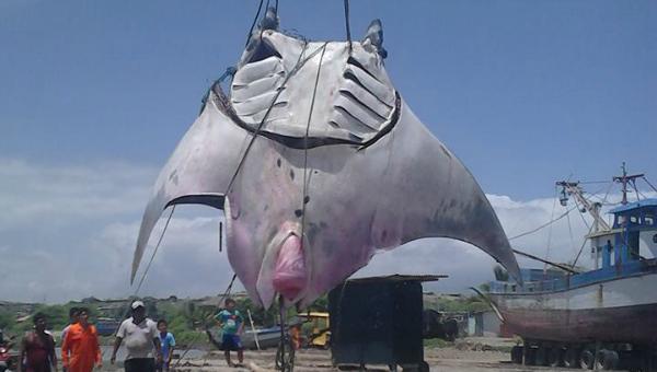 Gigantesco hallazgo: pescadores capturan mantarraya de unos 1.000 kilos al norte de Perú