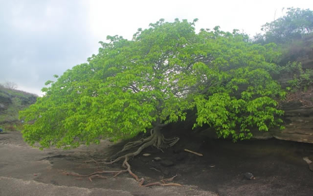 El árbol de la muerte, el más peligroso de toda la tierra