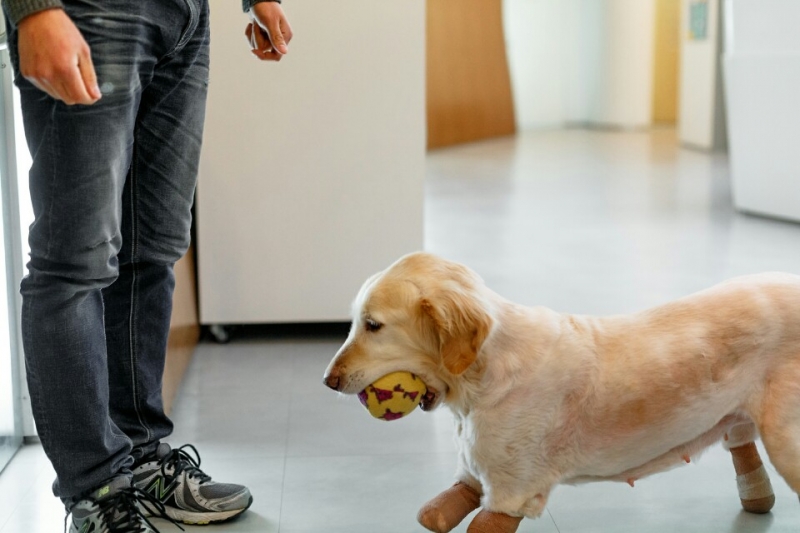 Golden Is Ready To Inspire The World After Losing All Four Paws To Meat Market