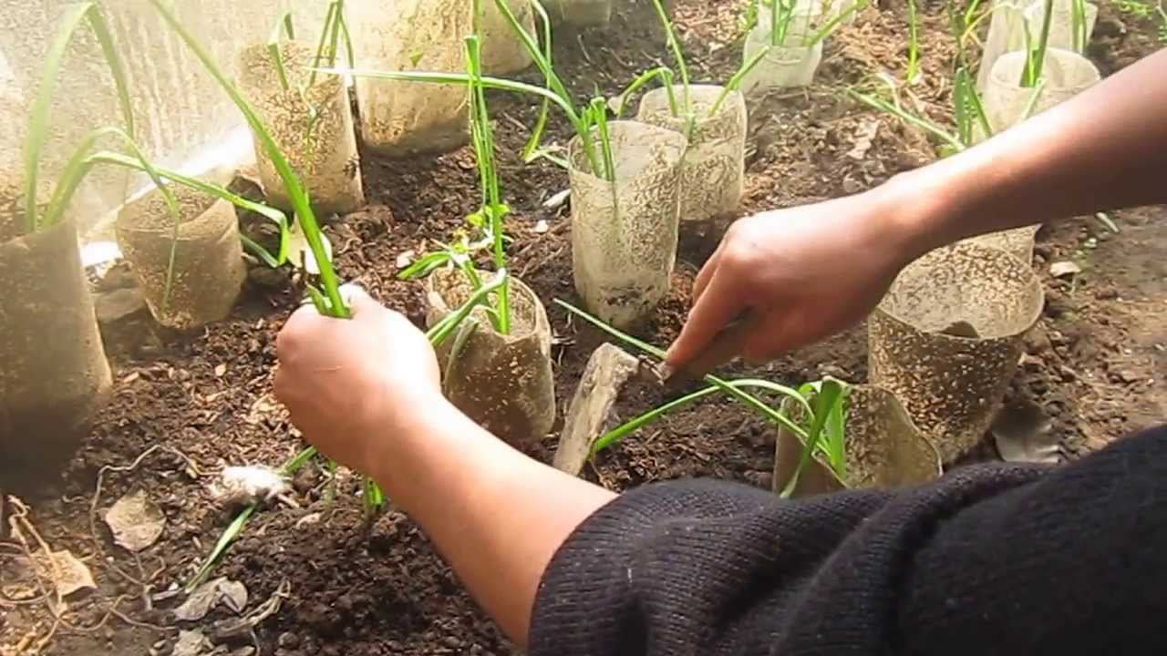 ¿Cómo plantar ajos y cebollas en casa? ¡Muy fácil!