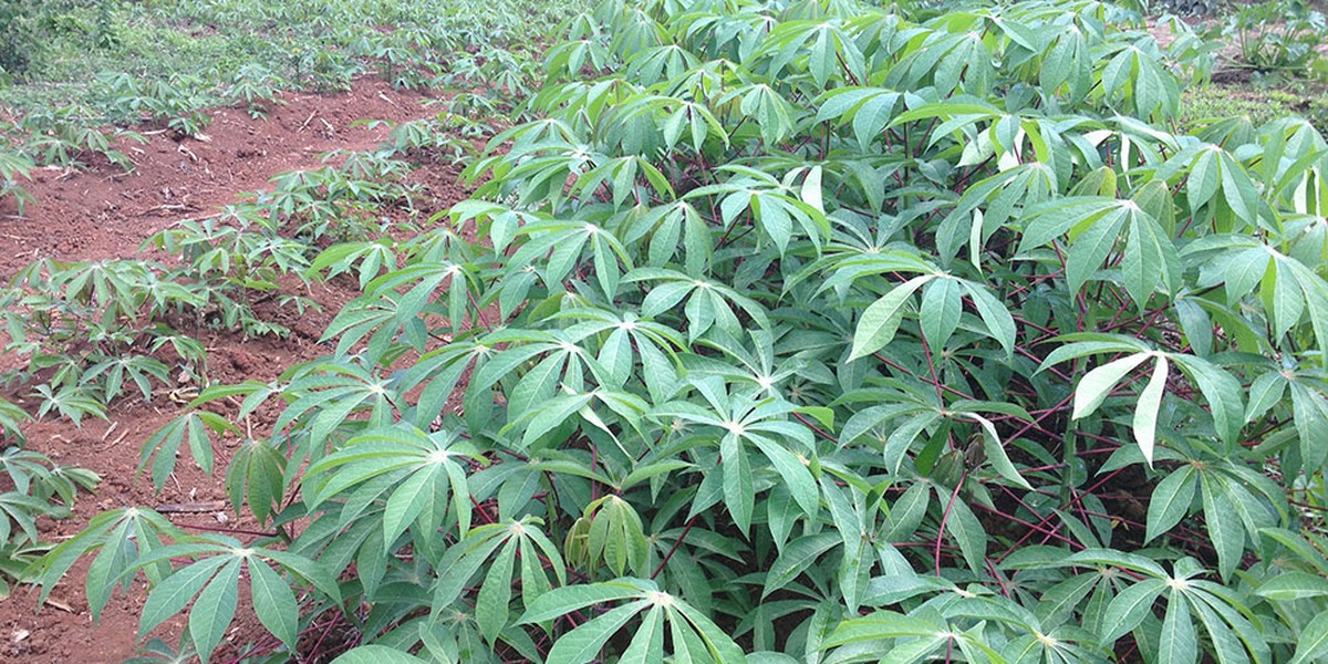 Police in Puertoi Rico mistakes Yuca plant for Marijuana