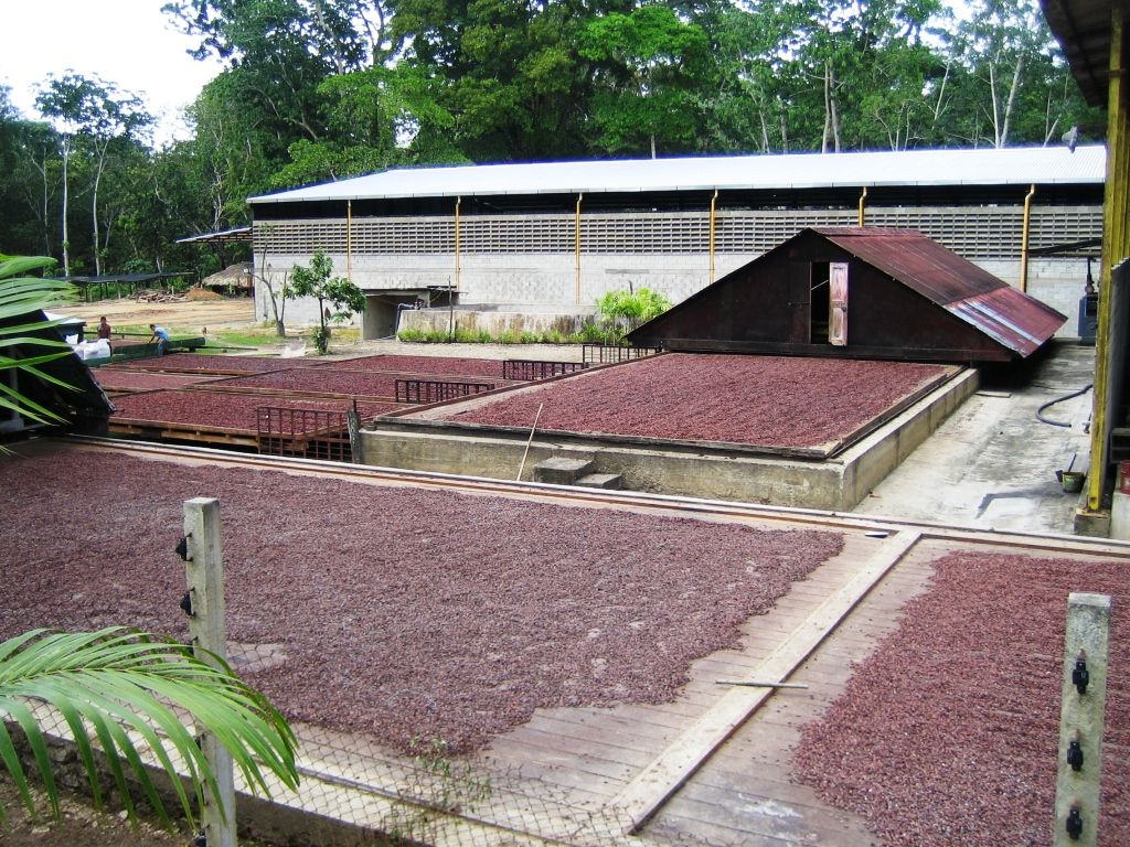 Secado de Cacao, en Paria Venezuela