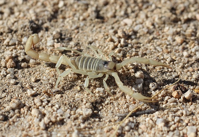 Sintomas por picadura de escorpion que nadie conoce!