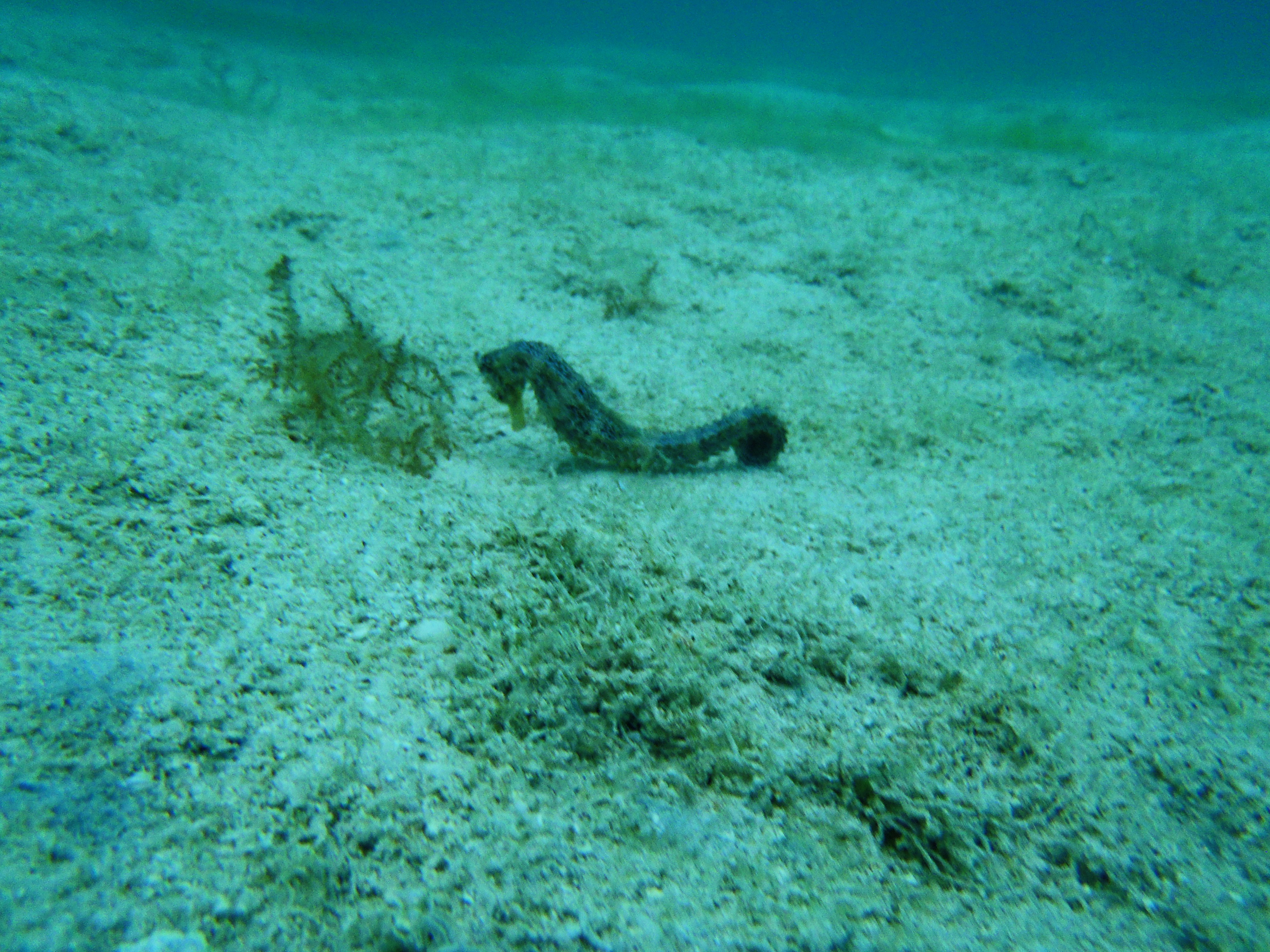 Caballito del mar