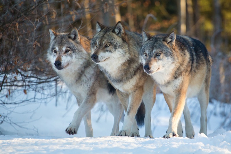 Noruega ordena matar a los lobos de ese país