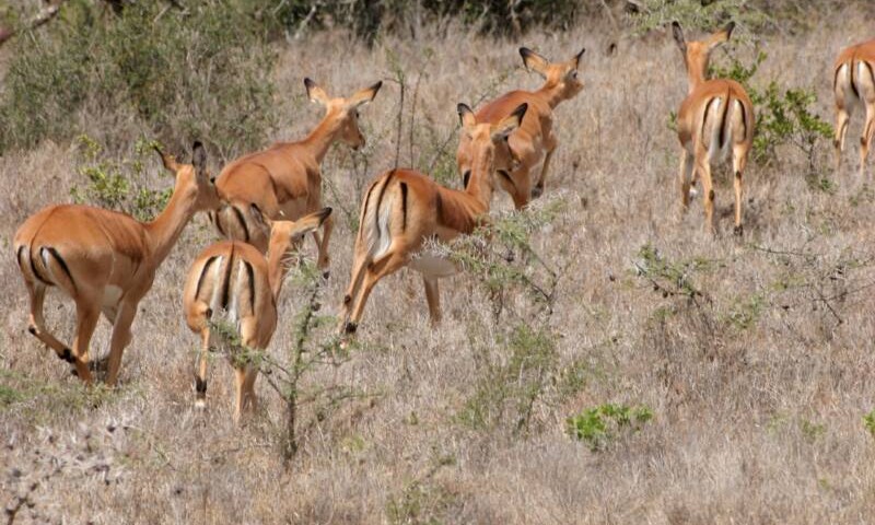 Evidencia confirma que los animales sí presienten los temblores