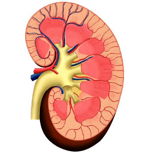 Encuentran solución para la escasez de donantes de riñones. El riñón bioartificial