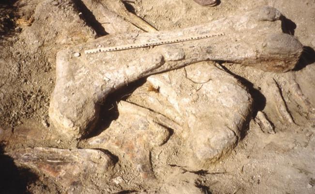 Fue hallado pie de dinosaurio más grande en Estados Unidos