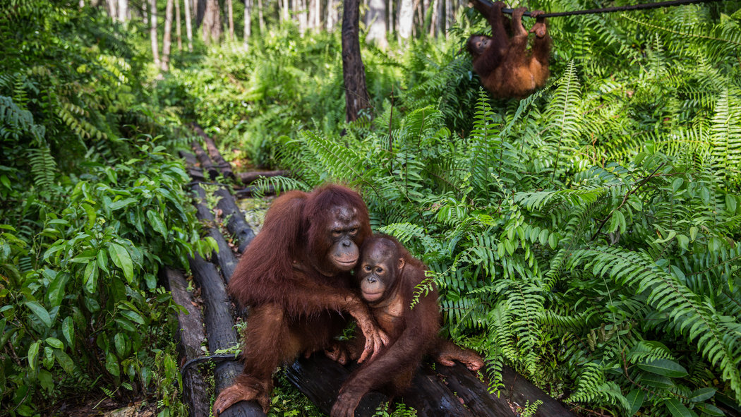 Indonesia   s Orangutans Suffer as Fires Rage and Businesses Grow