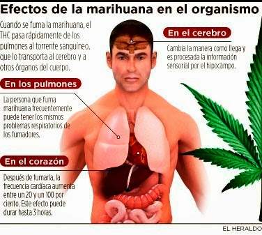 La Marihuana puede causar mas daño que bondades