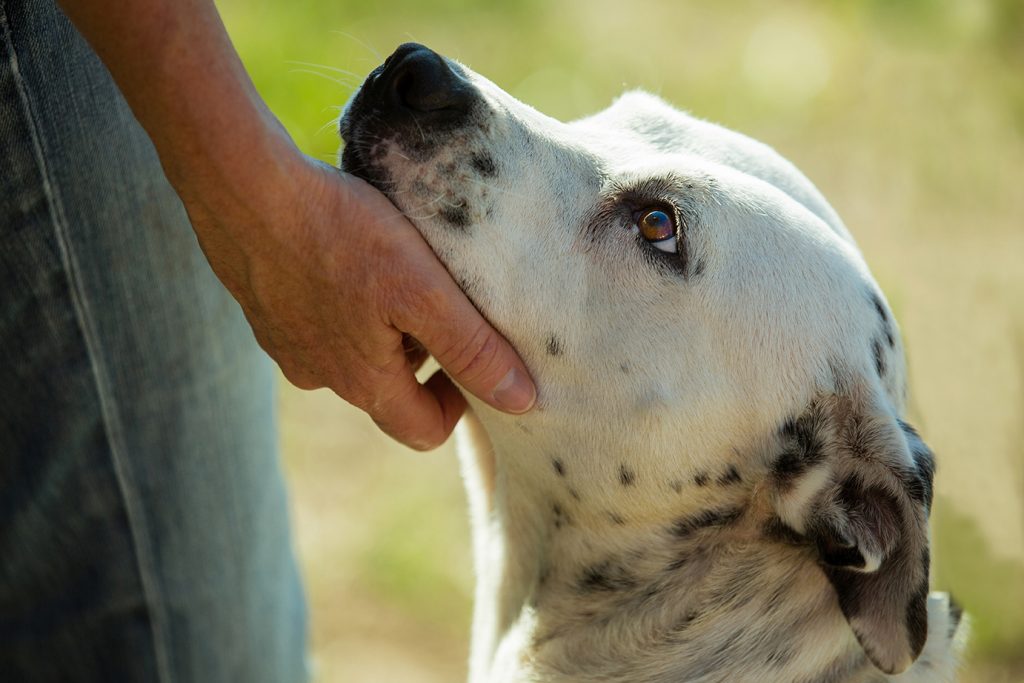 What can I do to protect my pet in the event of an earthquake?