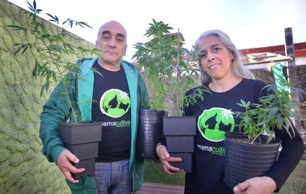 Testimonios de padres que cultivan Cannabis para sus hijos ¿Lo harías también?