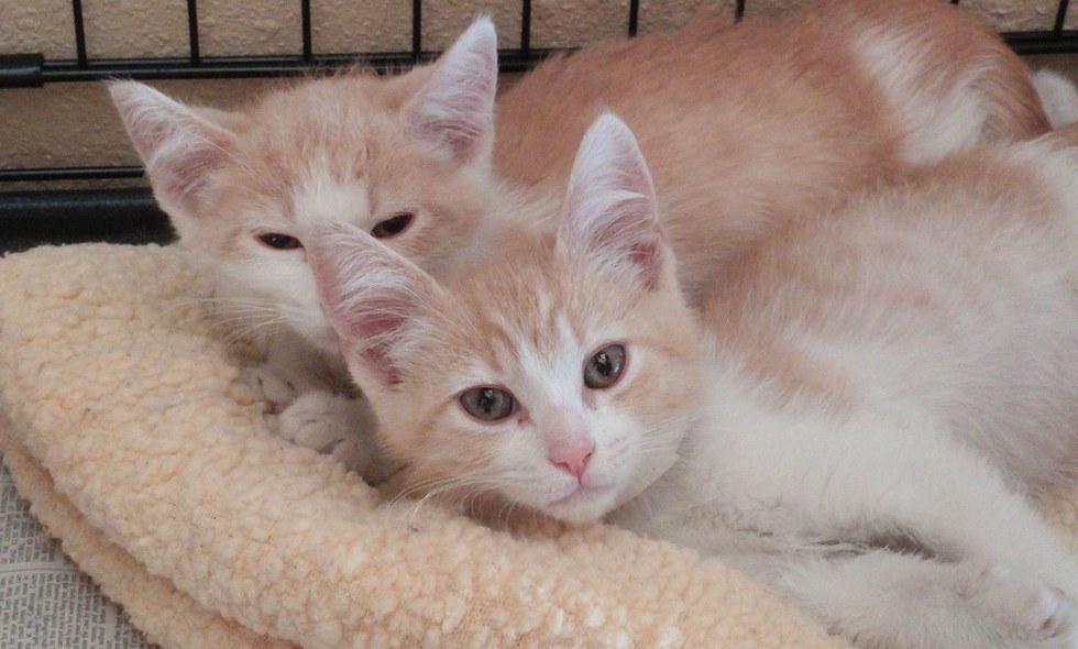 Cat brothers separated for 2 years find each other when their humans start dating   