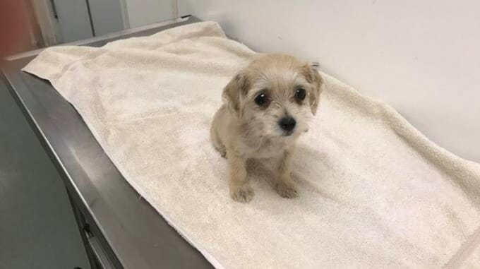 Tiny, 8-week-old border terrier cross found dumped in handbag, with its legs tied together