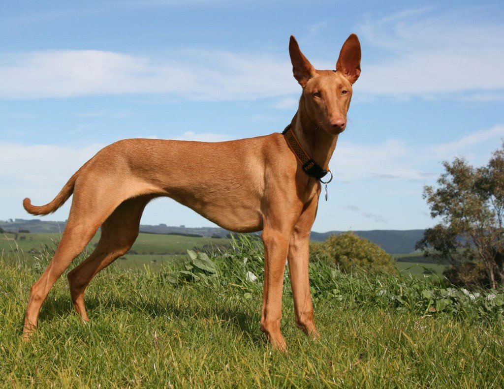 A lost girl of 2 years is found thanks to her dog that cared for her and sheltered her