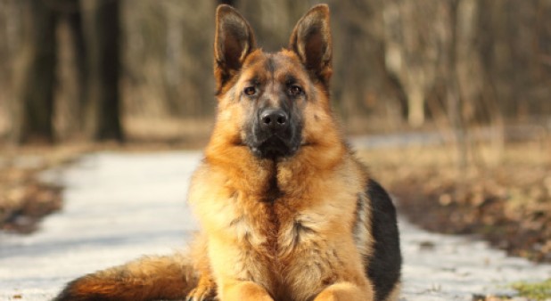 Perro entrenado es capaz de detectar cáncer de tiroides con solo oler orina humana