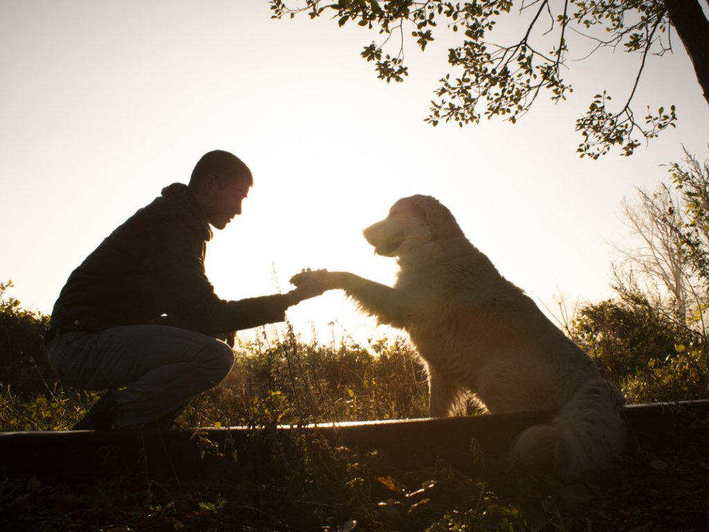 Demostrado: los perros sienten el dolor humano y tratan de consolarnos