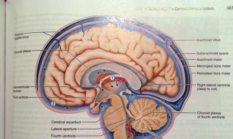 How your brain understands words?