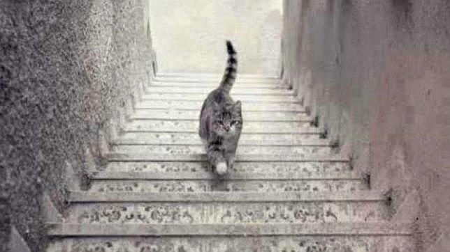 ¿El gato sube o baja las escaleras? 