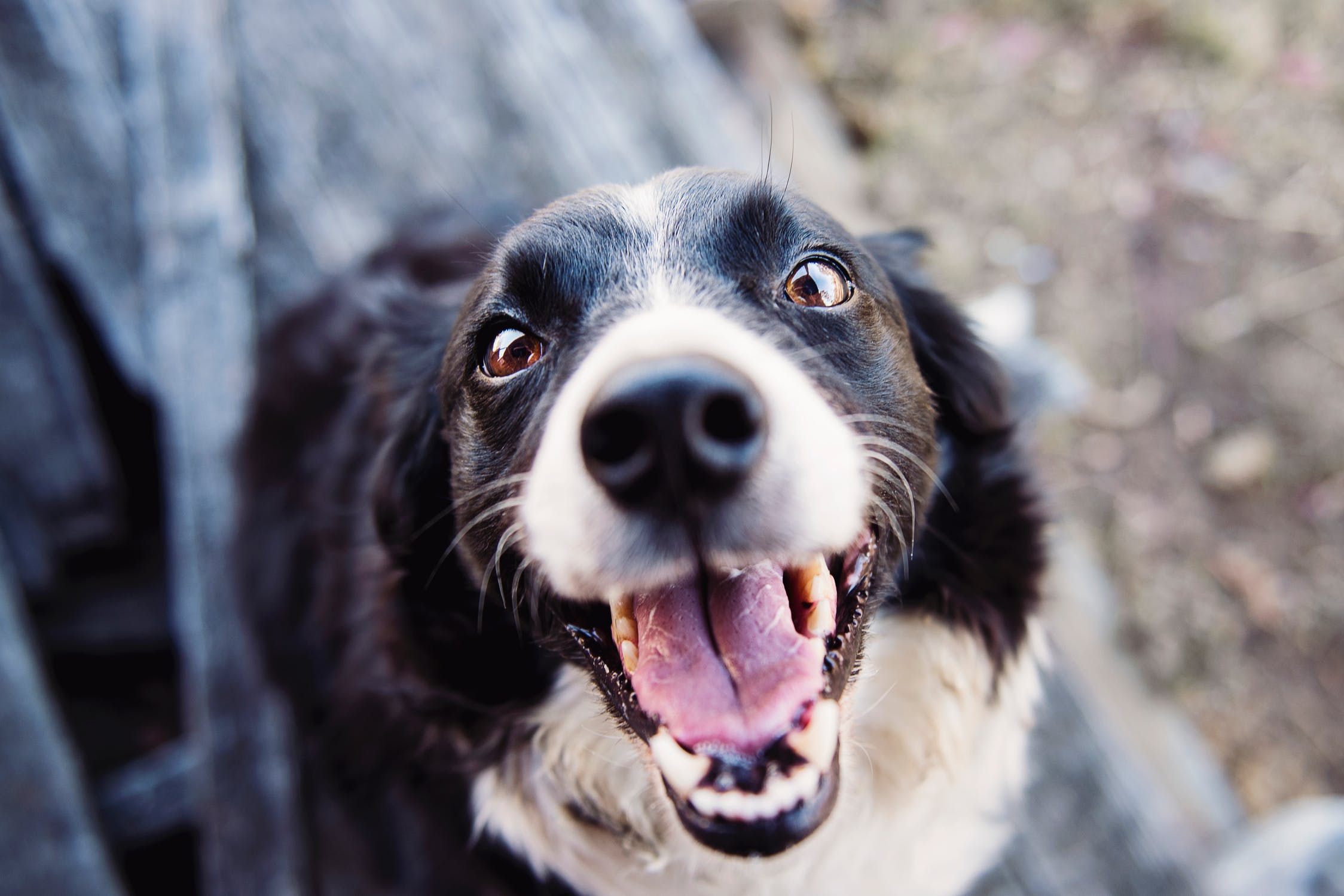 6 cosas que tu perro odia de ti y no lo sabías