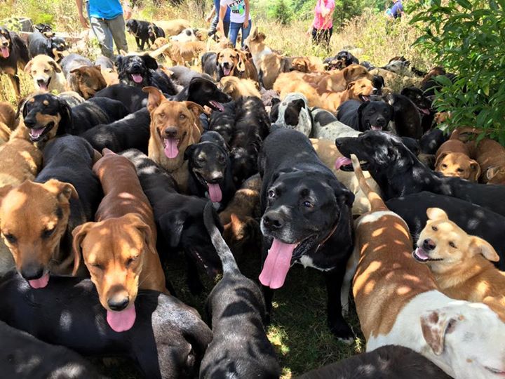 This Wonderful Shelter Lets Over 900 Homeless Dogs Wander Freely On Rolling Hills