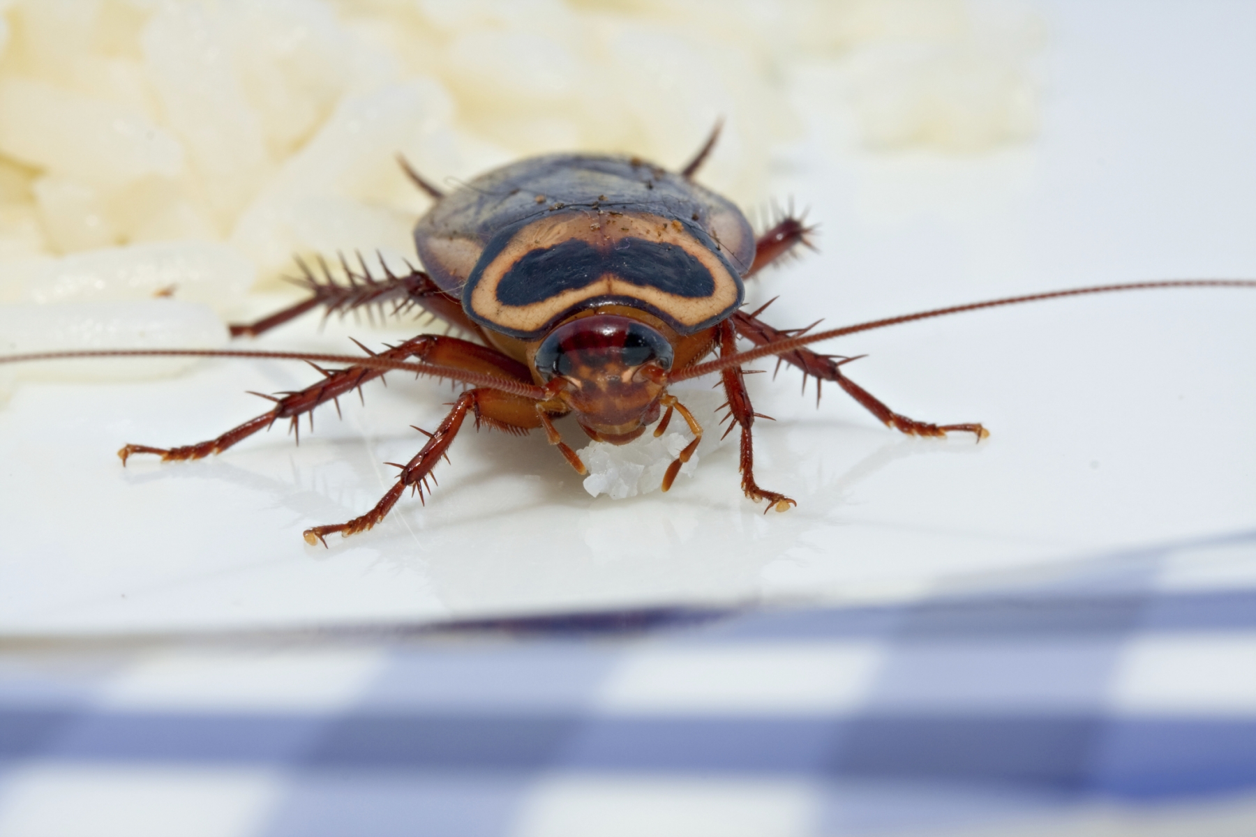 Elimine las moscas, mosquitos y cucarachas de su hogar con este truco