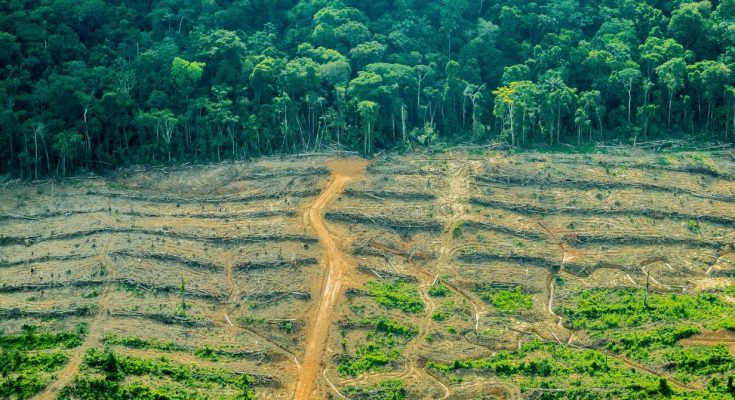 Hagamos algo: Taladran arboles de más de 500 años