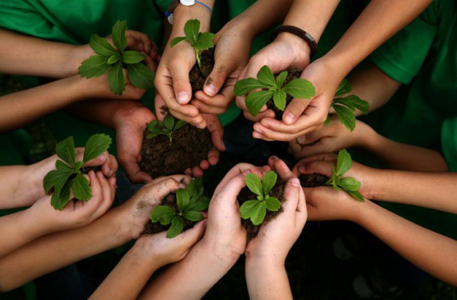 Gran Bretaña plantará 11 millones de árboles para frenar la deforestación