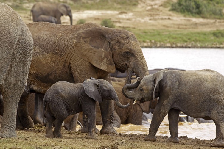 When an Elephant collapses, his herd does something beautiful!